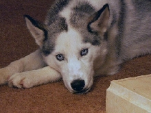 Clarice, Siberian Husky