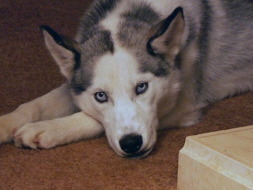 Clarice, Siberian Husky