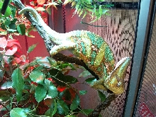 Clayton, male veiled chameleon
