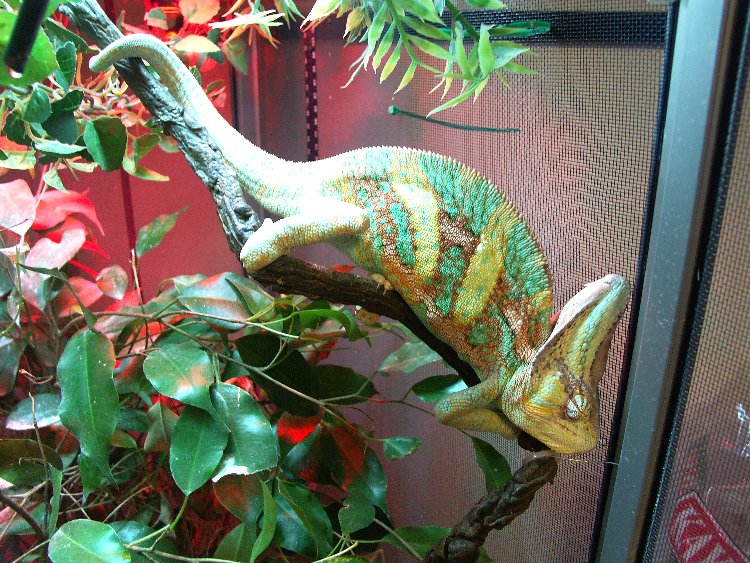 Clayton, male veiled chameleon