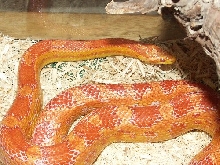 amel corn snake