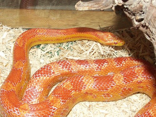 amel corn snake