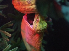 Precious eating