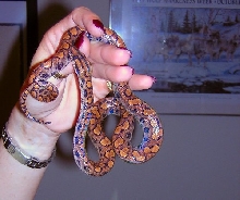 baby BRB after shed...