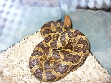 fox snake