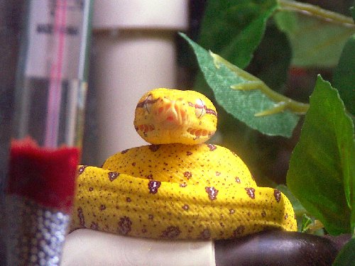 cute little chondro "Kiwi"