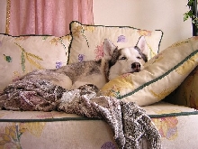 Cookie, 1993 to July 5th, 2005