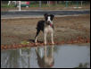 Reata playing in the mud