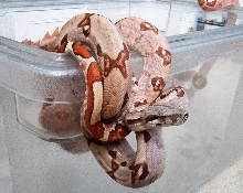 baby hypo holdbacks 8 months old pic 2