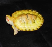 albino red ear slider