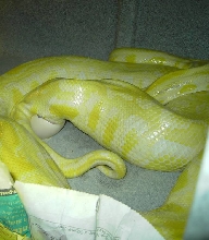 Girl laying!