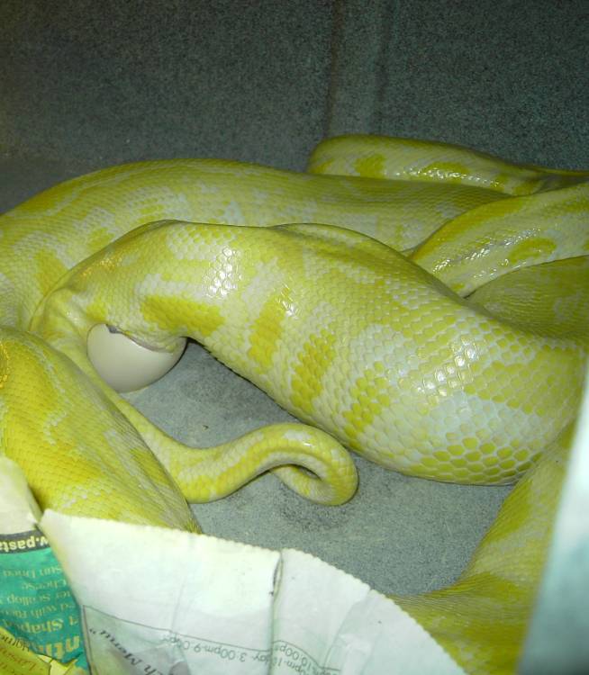 Girl laying!