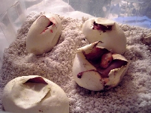 eggs hatchimg!
