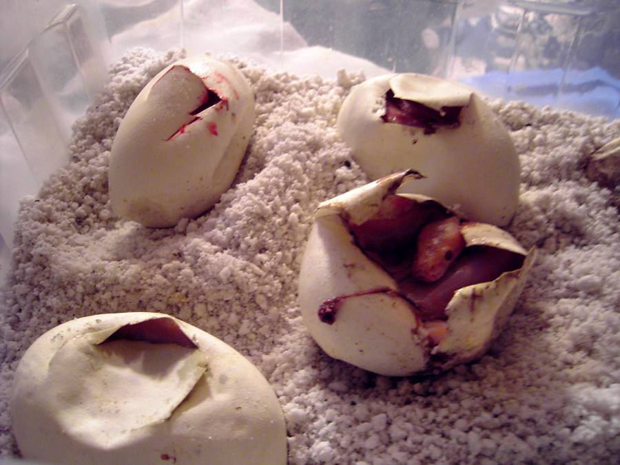 eggs hatchimg!