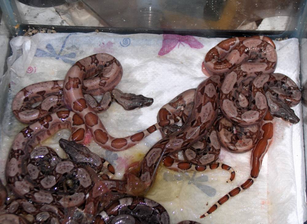 babies from Max(pink hypo from Russ Lockenwitz and normal female Linsha)