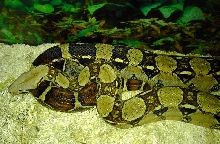 my Diablo-first and probable favorite BCI