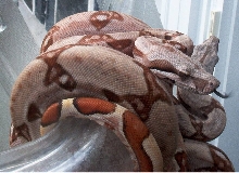 baby hypo boas pic 3