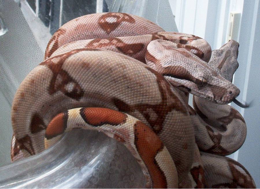 baby hypo boas pic 3