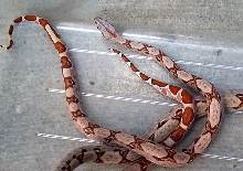 baby hypo holdbacks 8 months old