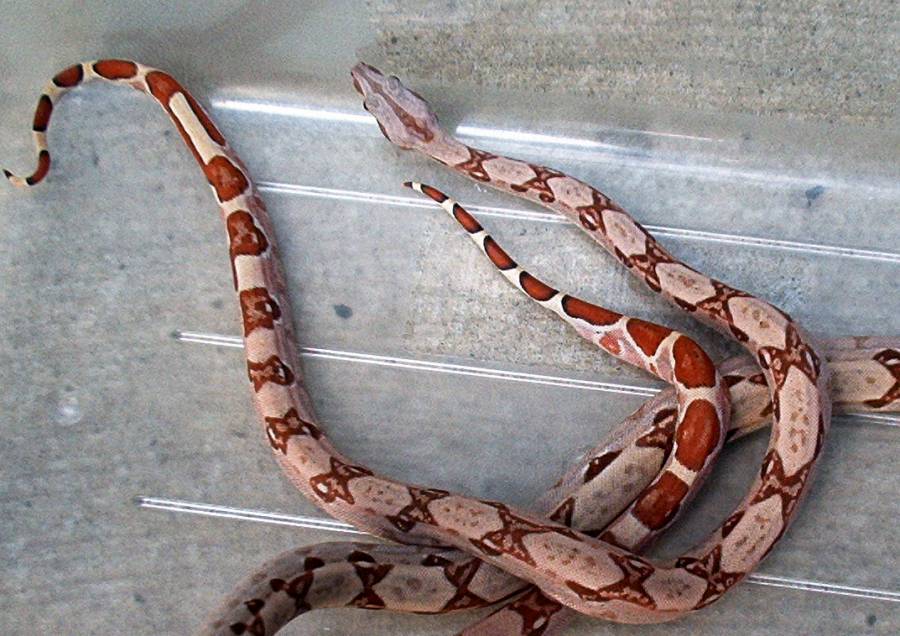 baby hypo holdbacks 8 months old