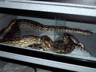 Grimwarbane and Stariz-04 breeding