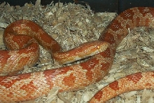 albino corn-Fire