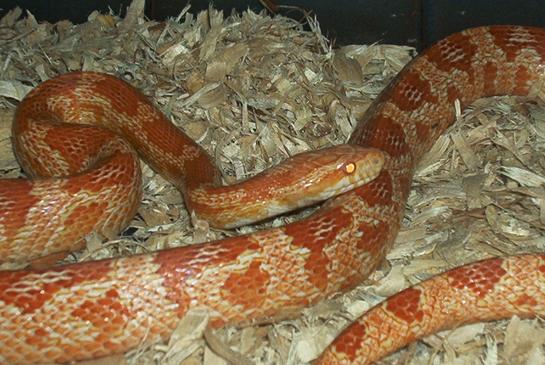 albino corn-Fire