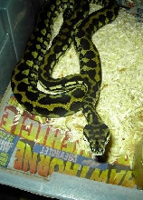 my striped female CoastalXjungle-Guyver-04