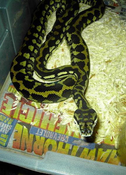 my striped female CoastalXjungle-Guyver-04