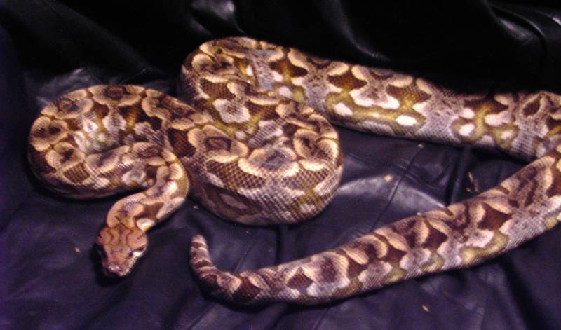 Grimwarbane-my high pink male dumeril