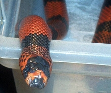 Tangerine hondo female