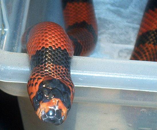 Tangerine hondo female