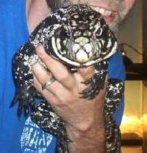Argentine Tegu-Moor Gon