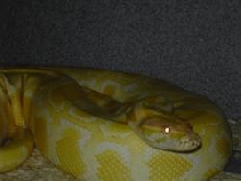My Boy-Khuma Khan My Most Favorite of all My Snakes!