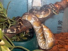 Male Irian Jaya-Grundo