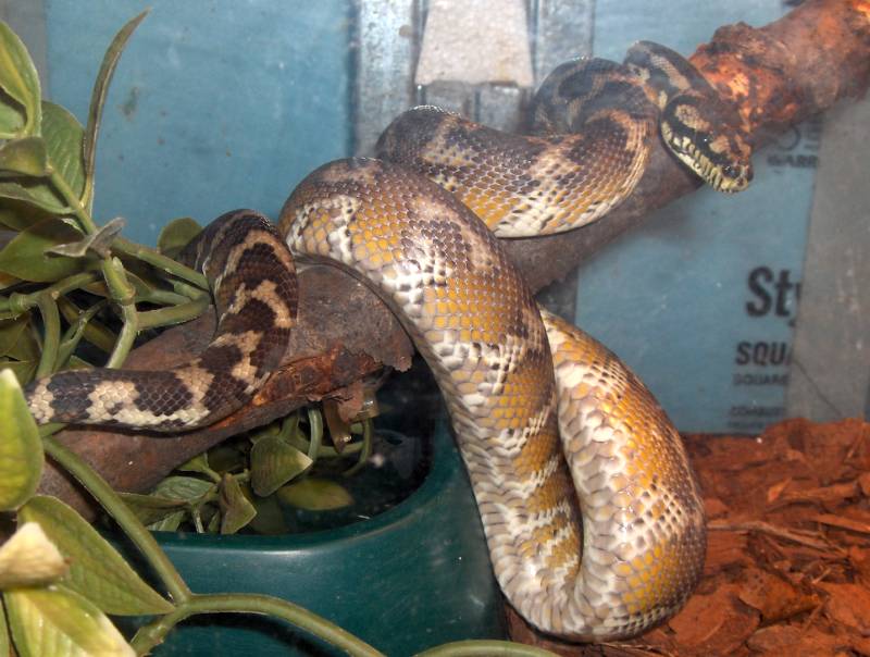 Male Irian Jaya-Grundo