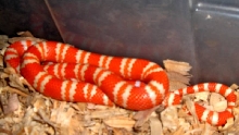 albino tangerine hondo Male