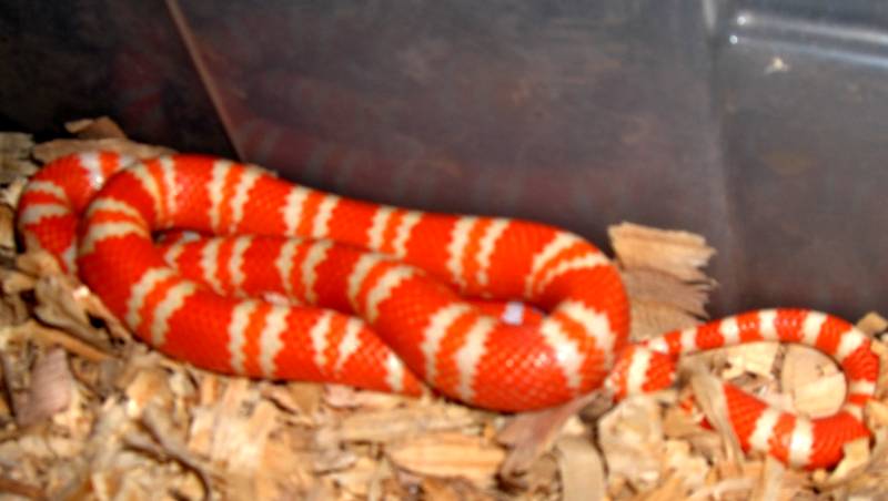 albino tangerine hondo Male