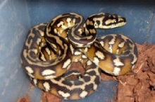 Female Genetic Striped Irian Jaya-Groendel