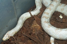 Snow corn male-Ice