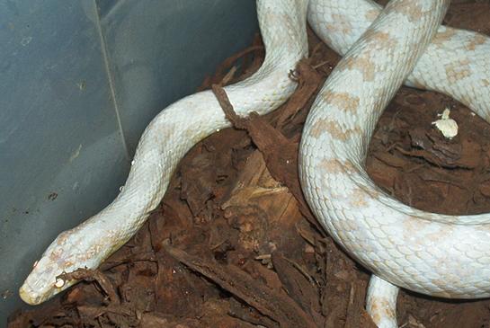 Snow corn male-Ice