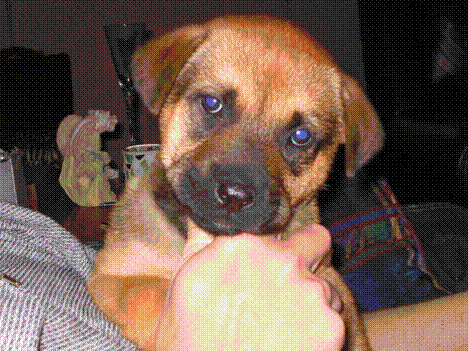 Baby Jack