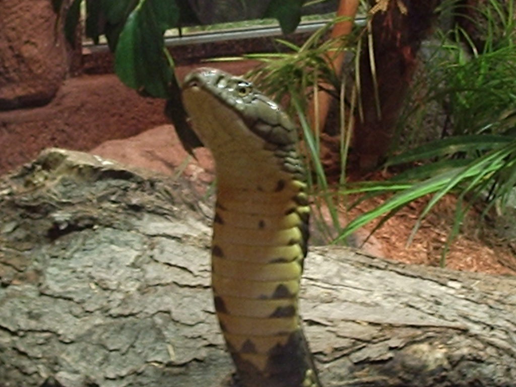 Ophiophagus hannah