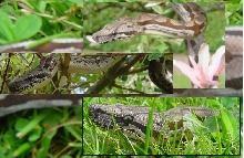 Male Dumerils boa collage #1