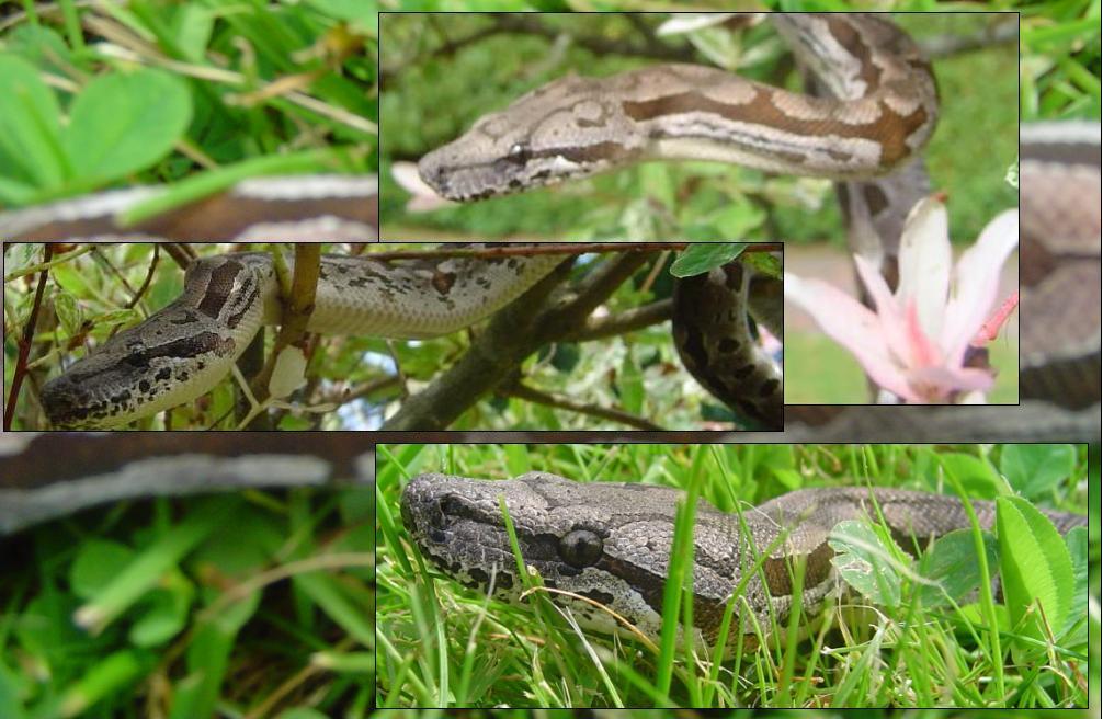 Male Dumerils boa collage #1