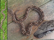 Male Dumerils boa collage #2