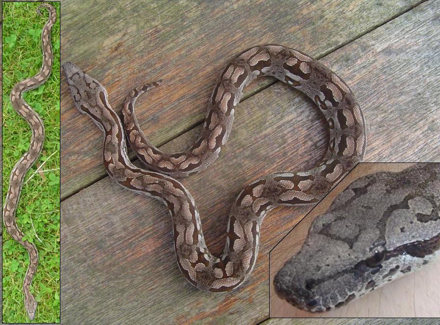 Male Dumerils boa collage #2