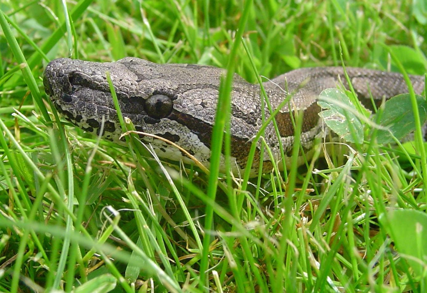 Male Dumerils boa - High-res headshot