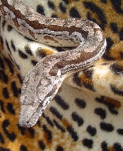 Male Dumerils boa hanging