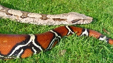 Male Surinam BCC head & tail-shot